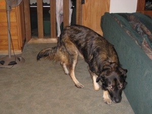What Breed is My Dog?